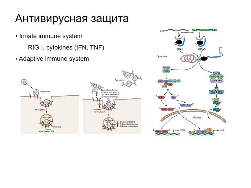 Антивирусная защита  Innate immune system RIG-I, cytokines (IFN, TNF)  Adaptive immune system